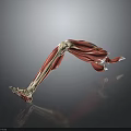 Detailed Human Leg Muscle Anatomy 3D Illustration Showing Muscle And Bone Structure