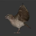 Small Bird With Spread Wings Standing On Black Surface Showing Reflection 3d model
