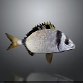 Realistic Silver Fish With Black Stripe Yellow Fins Large Eyes And Reflection On Gray Background