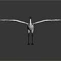 White Crane With Red Crown Spreading Wings Standing on Smooth Ground Against Gray Background 3d model