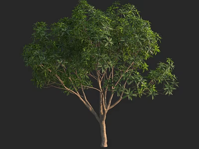 Healthy Arbor With Lush Green Foliage And Strong Branching Trunk 3d model