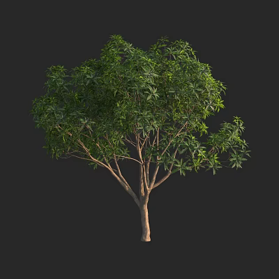 Healthy Arbor With Lush Green Foliage And Strong Branching Trunk 3d model