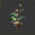 Vibrant Decorative Plant With Green And Purple Leaves On Thin Stem