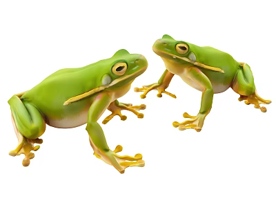 Two Vibrant Green Aquatic Frogs Displaying Bright Eyes and Yellow Toes 3d model