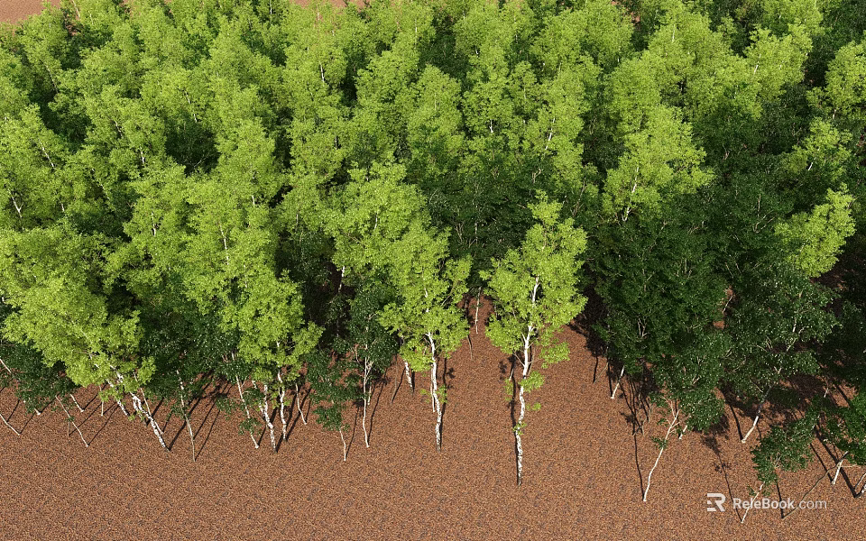 Aerial View Of Green Forest With Neatly Arranged Trees And Brown Ground 3d model 