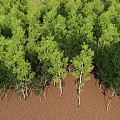 Aerial View Of Green Forest With Neatly Arranged Trees And Brown Ground