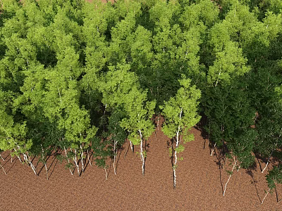 Aerial View Of Green Forest With Neatly Arranged Trees And Brown Ground 3d model