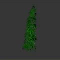 Tall Green Plant with Dense Leaves and Slender Shape Against Gray Background