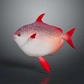 Vibrant Red and White Fish with White Spots Red Fins and Tail on Gray Background
