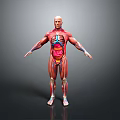 Medical Device 3D Human Anatomy Model Showing Muscles And Internal Organs