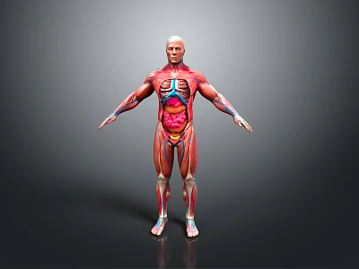 Medical Device 3D Human Anatomy Model Showing Muscles And Internal Organs 3d model