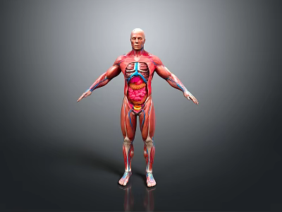 Muscle Human Muscle Human Muscle Human Muscle Tissue Human Organ 3d model