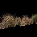 Diverse Ornamental Grasses with Various Colors and Textures Arranged Against Black Background