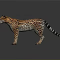 Realistic 3D Jaguar Model With Orange Black Spotted Fur Standing On Dark Reflective Surface