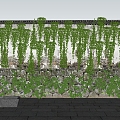 Modern Vine Green Plant Wall Vine Plant Climbing Vine Creeper Vine Plant Outdoor Plant Garden Green Plant Wall 3d model