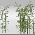 Clustered Bamboo Plants With Green Leaves And Various Heights In Natural Setting