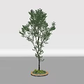 Tall Arbor With Lush Green Leaves And Brown Trunk On Circular Base With Fresh Grass