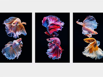 Vibrant Betta Fish Animal Paintings With Colorful Fins On Black Background Set Of Three 3d model