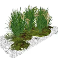 Lush Green Grasses With Yellow Spikelets And White Pebbles In Small Landscape