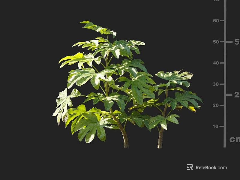 Lush Green Shrub With Multiple Branches And Height Measurement Scale 3d model