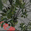 Red Sandalwood Arbor With Dense Green Leaves And Strong Trunk On Paved Ground