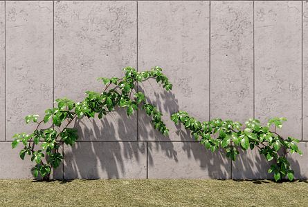 Modern Parthenocissus Landscape Tree 3d model