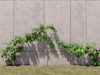 Modern Parthenocissus Landscape Tree 3d model