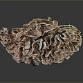 Aquatic Animal With Brown Ruffled Surface In Marine Underwater Environment
