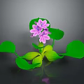 Vibrant Plant With Green Leaves And Purple Flowers On Dark Background With Reflection
