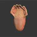 Abstract Pink Organ Shaped Artwork With Hair Textured Surface And Curved Design