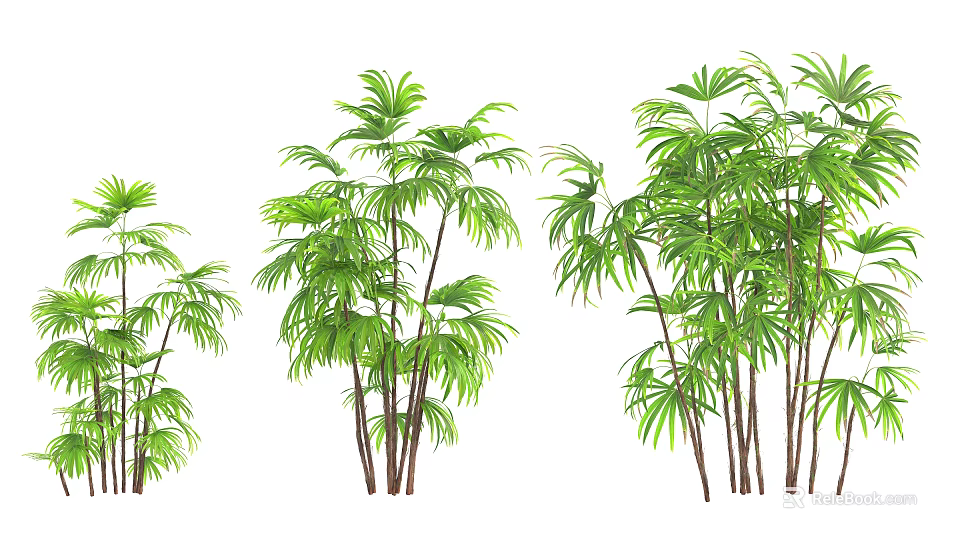Different Types Of Green Bamboo Plants With Lush Foliage And Brown Stems 3d model 