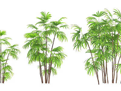 Different Types Of Green Bamboo Plants With Lush Foliage And Brown Stems 3d model