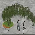 Weeping Willow Tree in Urban Square with Drooping Branches 1.5m Diameter 1.8m Height
