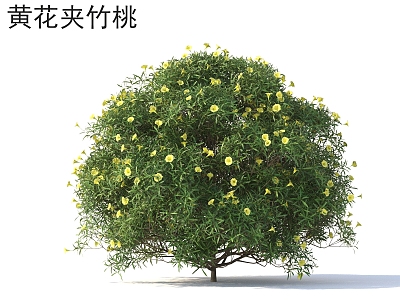 Yellow Flower Oleander Flower Grass Shrub Plants model