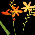 Vibrant Orange Flowers With Green Leaves And Buds On Black Background