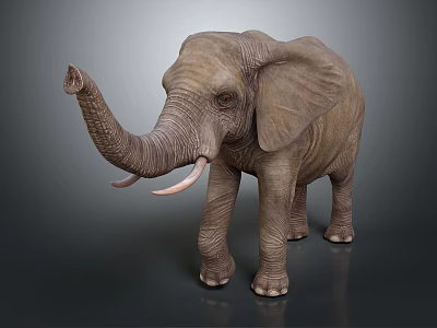 Gray Elephant with Raised Trunk and Long Tusks Standing on Gray Background 3d model