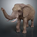 Gray Elephant with Raised Trunk and Long Tusks Standing on Gray Background