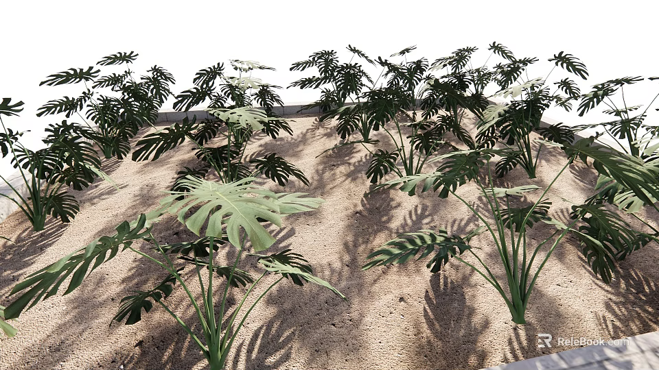 Potted Monstera Plants Displayed On Sandy Ground With Natural Light Shadows 3d model 