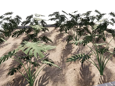 Potted Monstera Plants Displayed On Sandy Ground With Natural Light Shadows 3d model