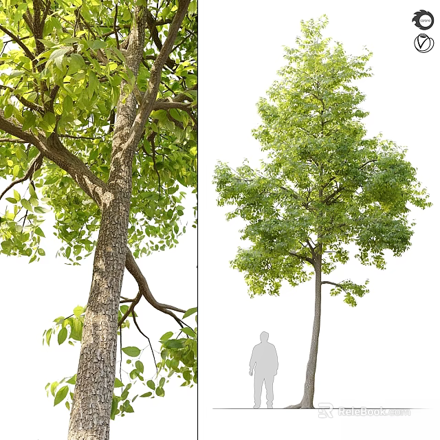 Tall Lush Landscape Tree With Thick Trunk And Dense Green Foliage For Garden 3d model 