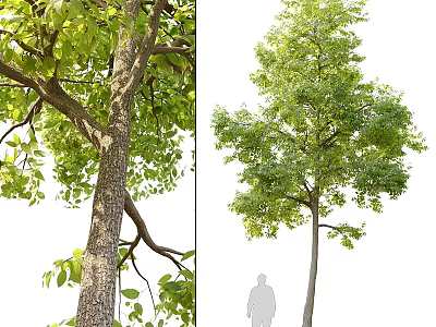 Tall Lush Landscape Tree With Thick Trunk And Dense Green Foliage For Garden 3d model