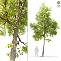 Tall Lush Landscape Tree With Thick Trunk And Dense Green Foliage For Garden