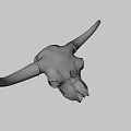 Detailed Bovine Skull With Natural Bone Texture And Horns Close Up View