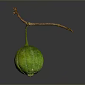 Fresh Green Gourd Hanging From Branch On Dark Background With Reflection 3d model