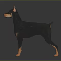 Black and Tan Doberman Pinscher in Standing Posture on Shiny Black Background with Reflection