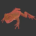Green Tree Frog With Yellow Spots Open Mouth On Dark Background