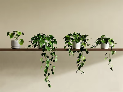 Hanging Green Plants With Trailing Leaves On Wooden Shelf In White Pots 3d model