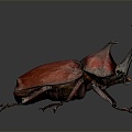 Modern Beetle Beetle Dung Beetles 3d model