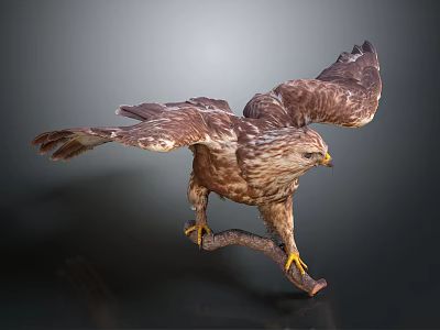 Majestic Hawk Spreading Wings Perched On Branch With Brown Feathers And Yellow Talons 3d model