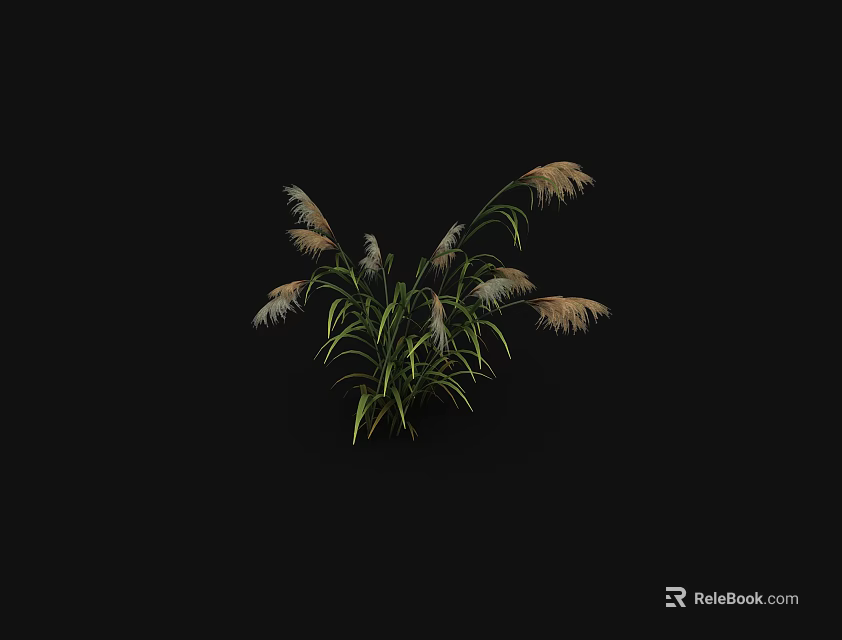 Clump of Lush Ornamental Grass with Green Leaves and White Plumes 3d model 